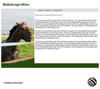 Homepage: outdoor-horses-2