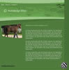 Homepage: outdoor-horses-3